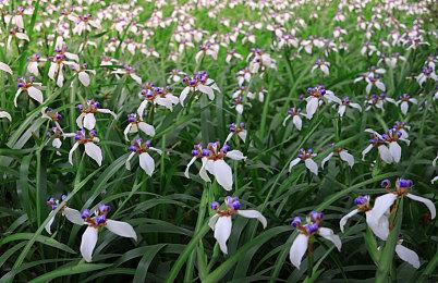 复古平台跳跃游戏《Kiopioke!》发售日公布 7月18日正式推出